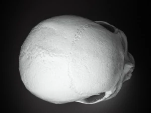 real human skull 3D Model