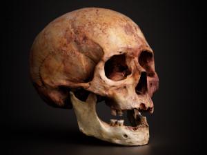 real human skull 3D Model