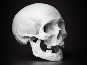 real human skull 3D Model