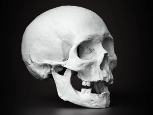 real human skull 3D Model