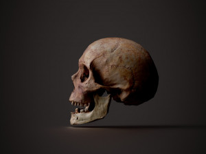 real human skull 3D Model