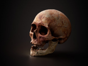 real human skull 3D Model