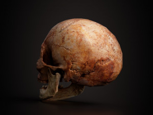 real human skull 3D Model