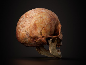 real human skull 3D Model
