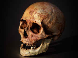 real human skull 3D Model
