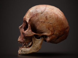 real human skull 3D Model
