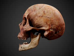 real human skull 3D Model
