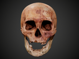real human skull 3D Model