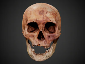 real human skull 3D Model