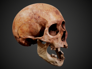 real human skull 3D Model