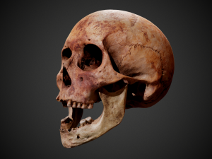 real human skull 3D Model