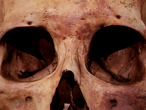 real human skull 3D Model
