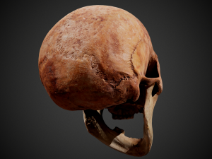 real human skull 3D Model