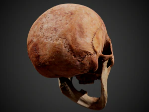 real human skull 3D Model
