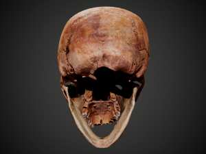 real human skull 3D Model