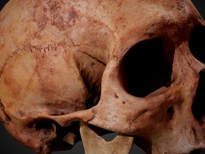 real human skull 3D Model