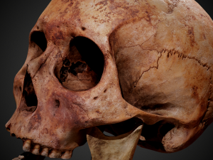 real human skull 3D Model