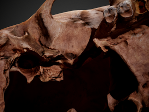 real human skull 3D Model