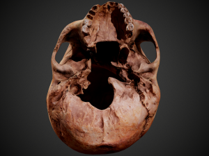 real human skull 3D Model