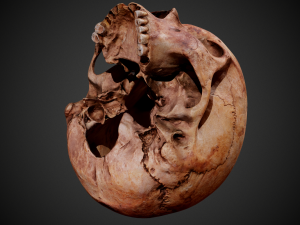 real human skull 3D Model