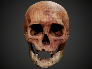 real human skull 3D Model