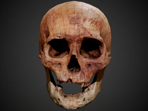 real human skull 3D Model