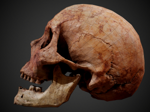 real human skull 3D Model