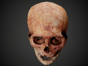 real human skull 3D Model