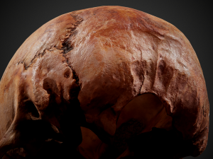 real human skull 3D Model