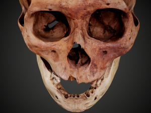 real human skull 3D Model