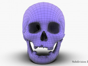 real human skull 3D Model