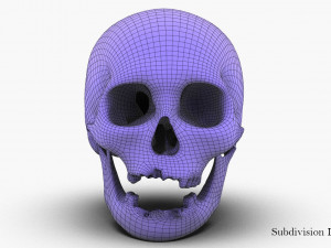 real human skull 3D Model