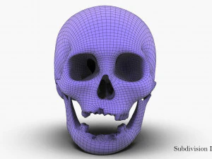 real human skull 3D Model