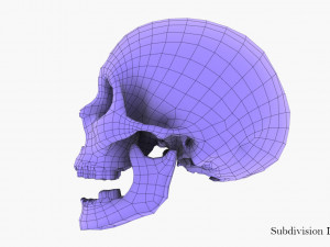 real human skull 3D Model