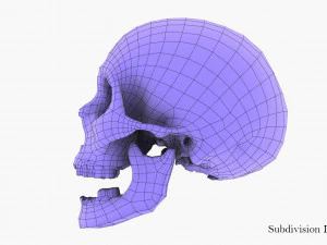 real human skull 3D Model