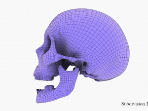 real human skull 3D Model