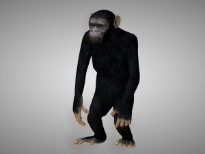monkey ape 3D-Modell