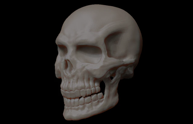 skull of skeleton 3D Model .c4d .max .obj .3ds .fbx .stl .blend