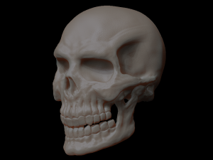 skull of skeleton 3D 모델