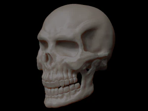cr&acirc;ne de squelette Modèle 3D