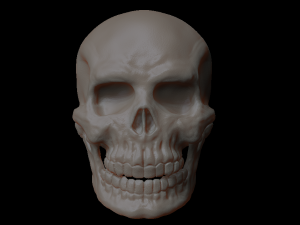 skull of skeleton Modèle 3D