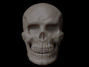 skull of skeleton 3D Model