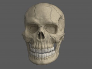 skull of skeleton Modèle 3D