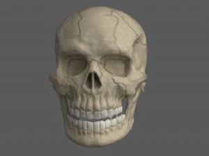 skull of skeleton 3D Model