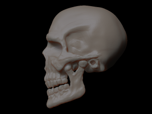 skull of skeleton Modèle 3D
