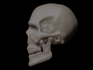 skull of skeleton 3D Model