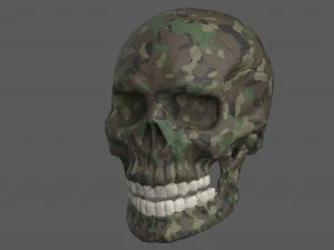 skull of skeleton 3D Model
