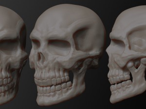 skull of skeleton Modèle 3D