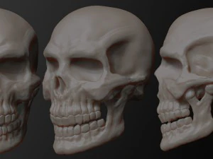 skull of skeleton 3D Model