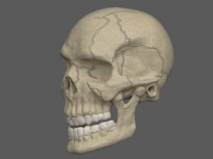 skull of skeleton Modèle 3D